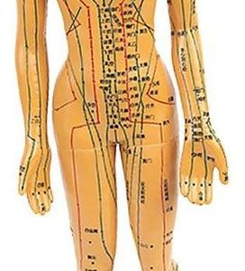 1518 – Modèle de point d’acupuncture du corps humain neuf