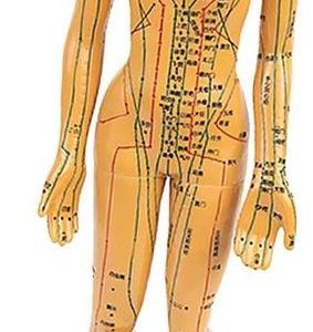1518 – Modèle de point d’acupuncture du corps humain neuf