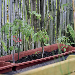 0887 – Clip pour plante Tomatoclips Vert neuf 